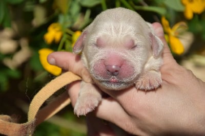 Collier jaune - Golden Retriever