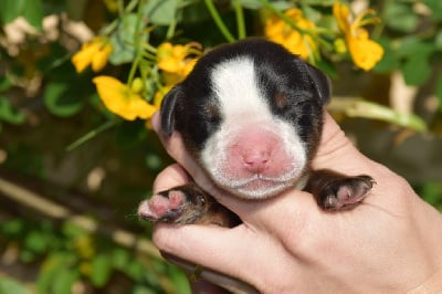 Les chiots de Bouvier Bernois