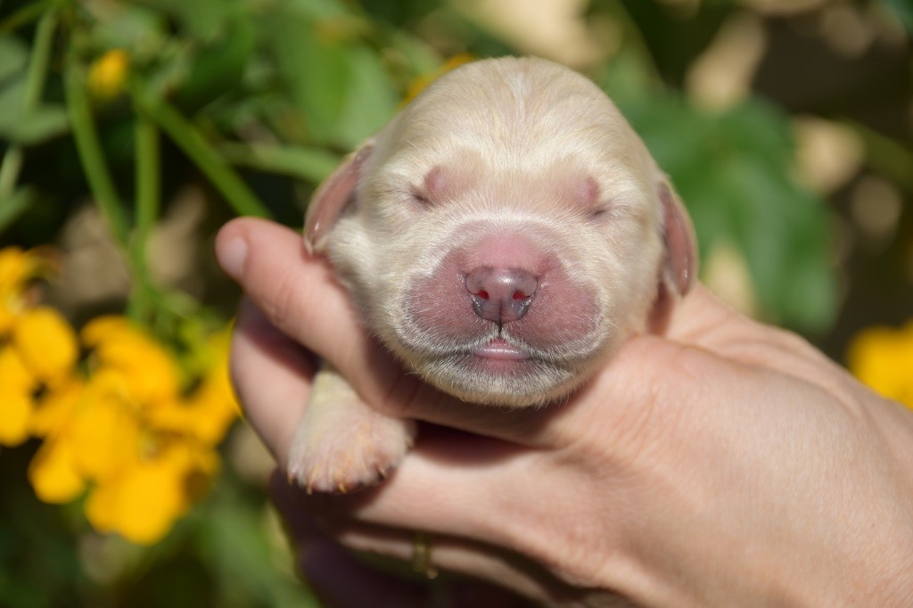 sans collier - Golden Retriever