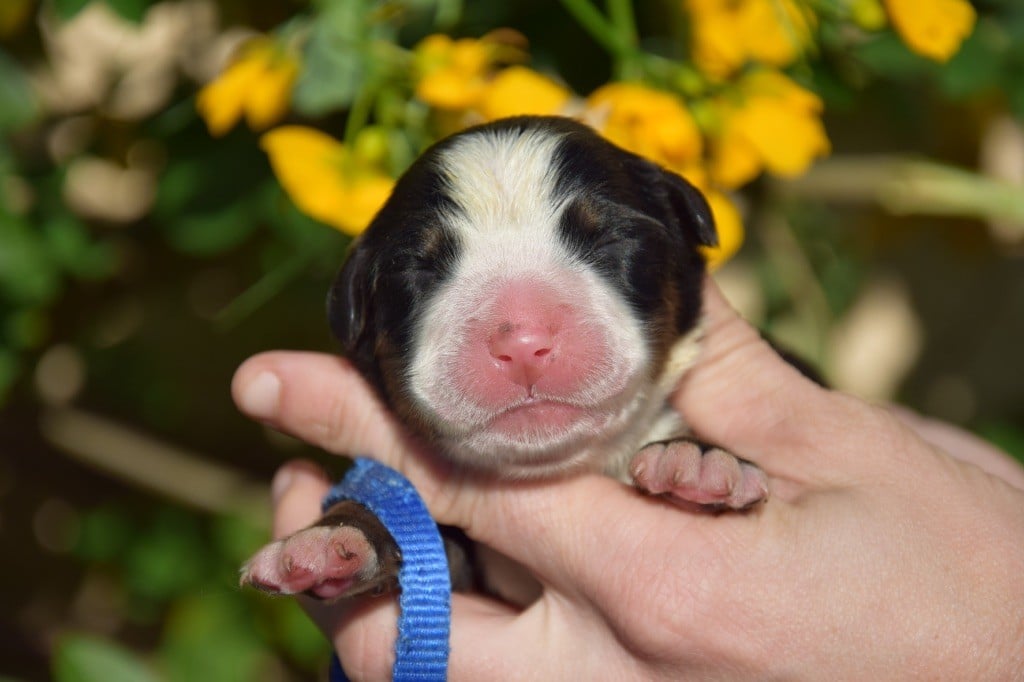 Collier bleu - Bouvier Bernois