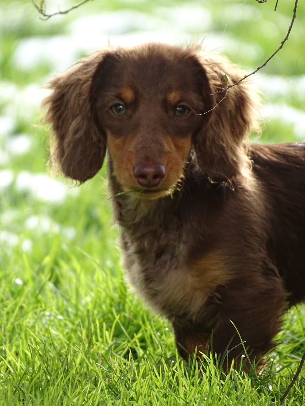Aslan  Des Anges du Midi