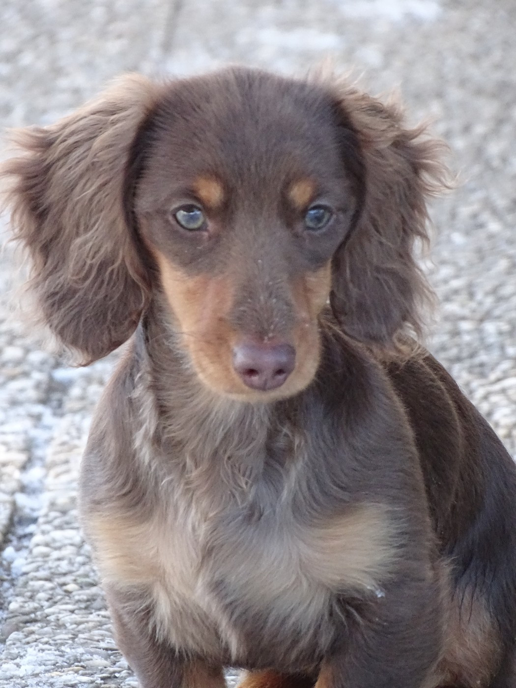Aslan  Des Anges du Midi