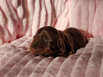 Les chiots de Teckel poil long