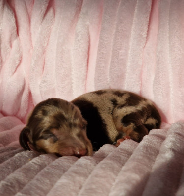 Les chiots de Teckel poil long