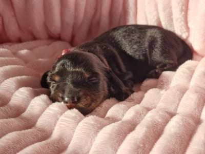 Les chiots de Teckel poil long