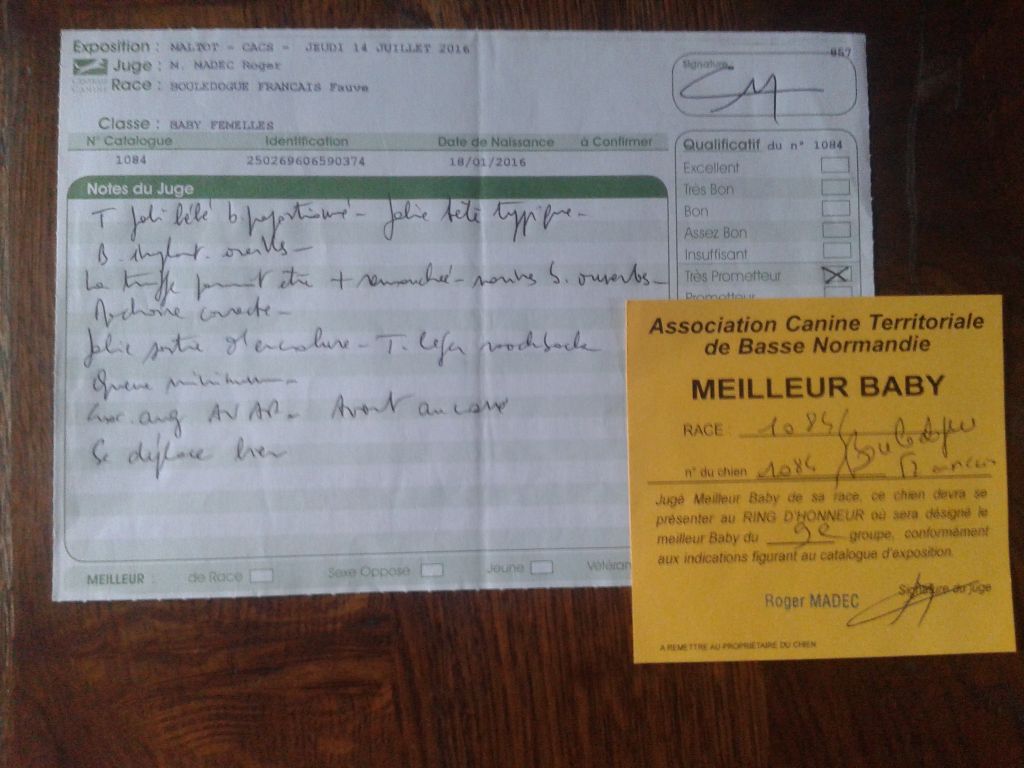 Miriade De Calvandie - Très Prometteur Meilleur Baby