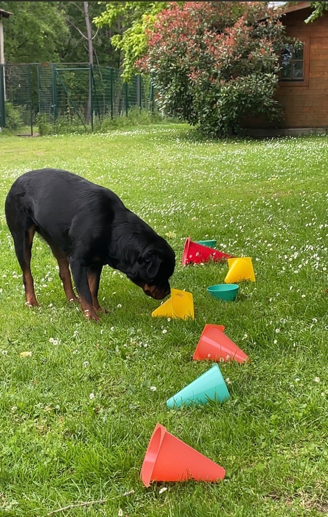 S'hippie Des Flammes De La Nuit