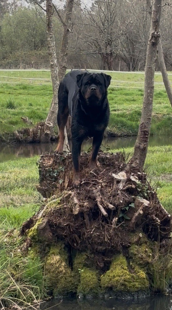 S'hippie Des Flammes De La Nuit
