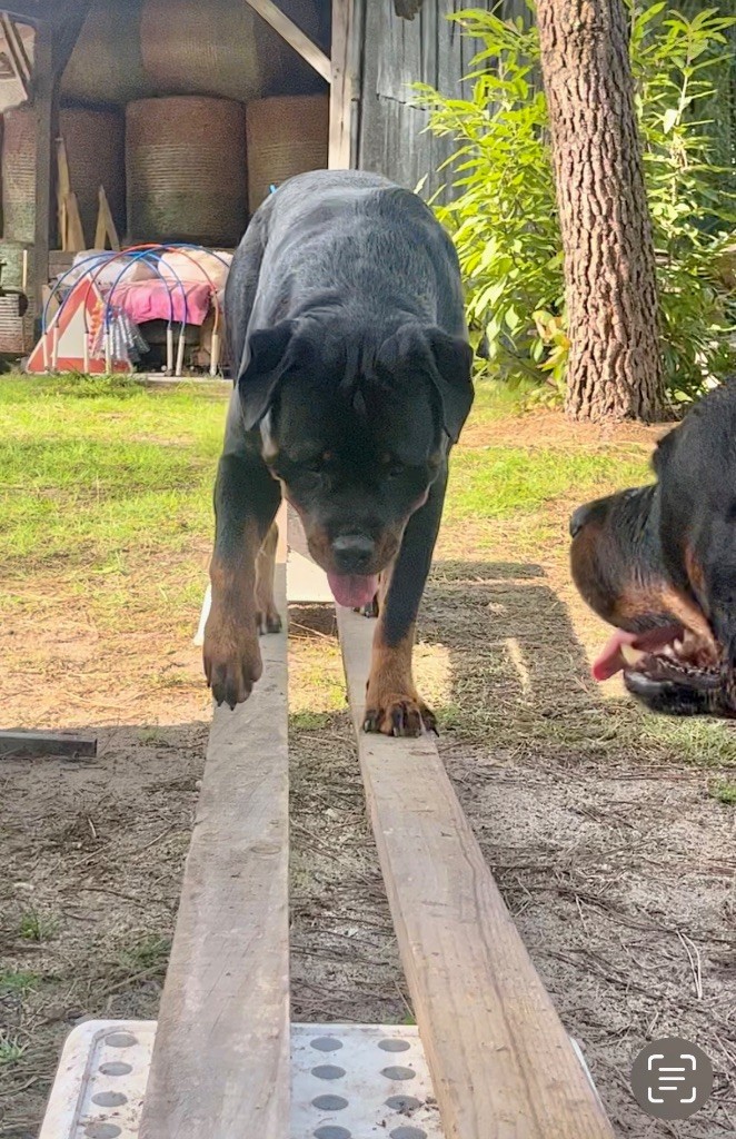 S'hippie Des Flammes De La Nuit