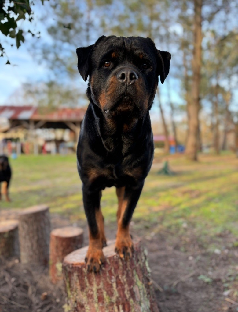 S'hippie Des Flammes De La Nuit
