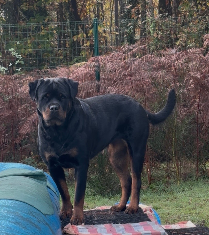 S'hippie Des Flammes De La Nuit