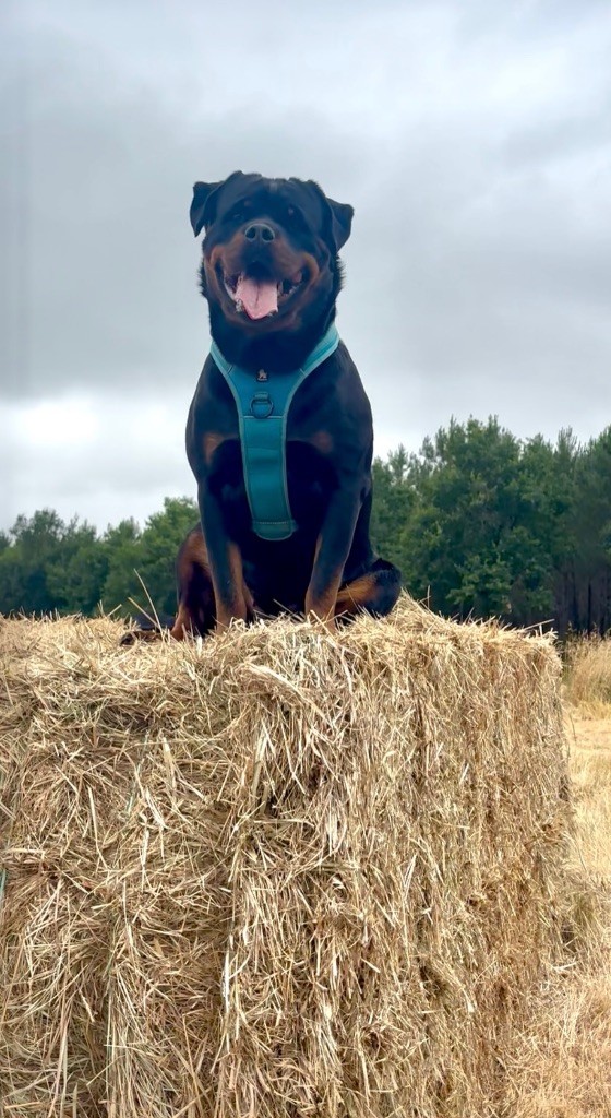 S'hippie Des Flammes De La Nuit