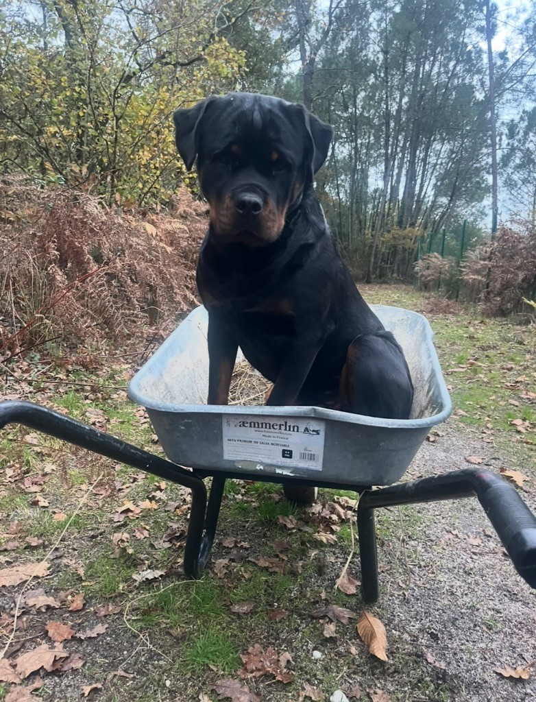 S'hippie Des Flammes De La Nuit