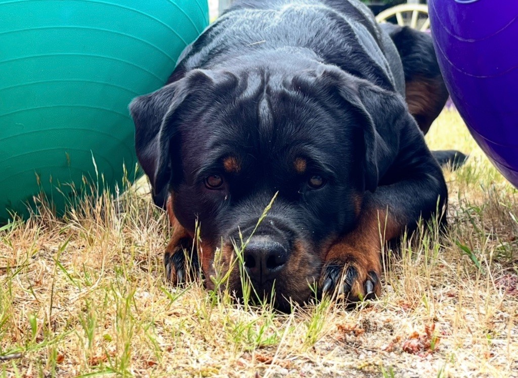 S'hippie Des Flammes De La Nuit
