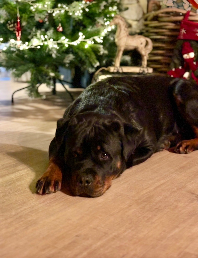 S'hippie Des Flammes De La Nuit