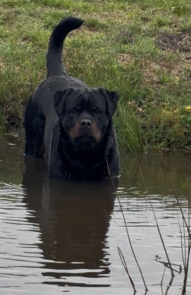 S'hippie Des Flammes De La Nuit