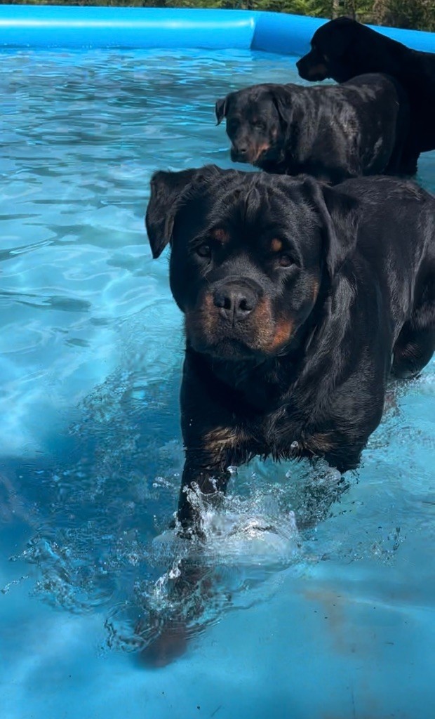 S'hippie Des Flammes De La Nuit