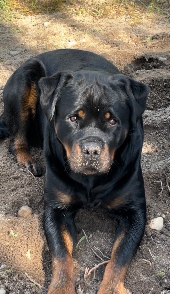 S'hippie Des Flammes De La Nuit