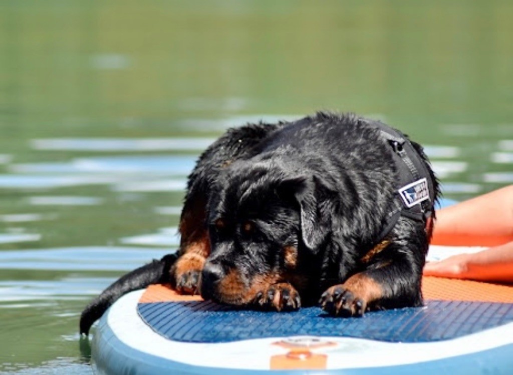 S'hippie Des Flammes De La Nuit