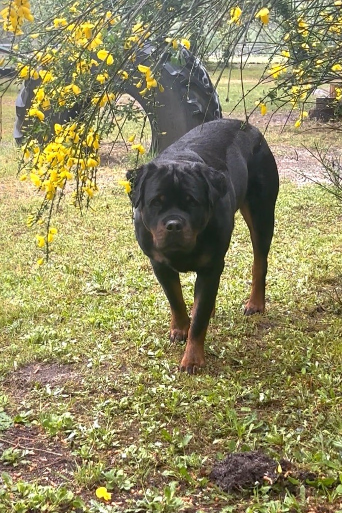 S'hippie Des Flammes De La Nuit