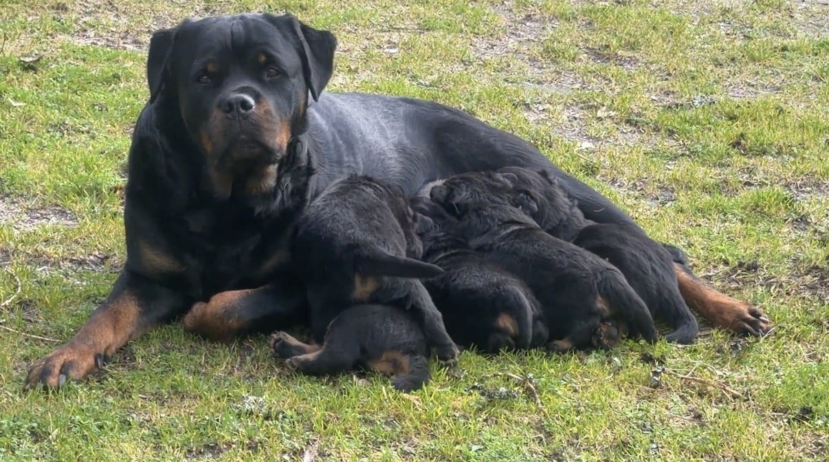 Chiot Rottweiler