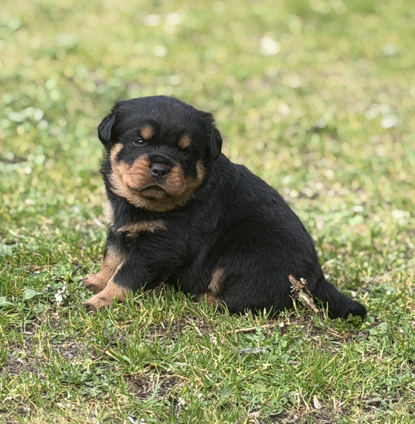 Chiot N°3 - Rottweiler