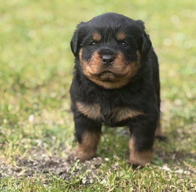 Les chiots de Rottweiler
