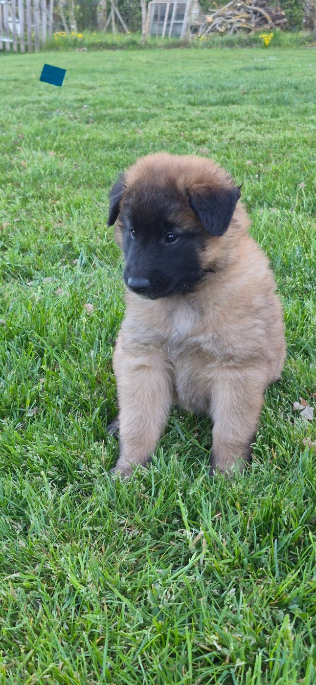 CHIOT 4 - Berger Belge
