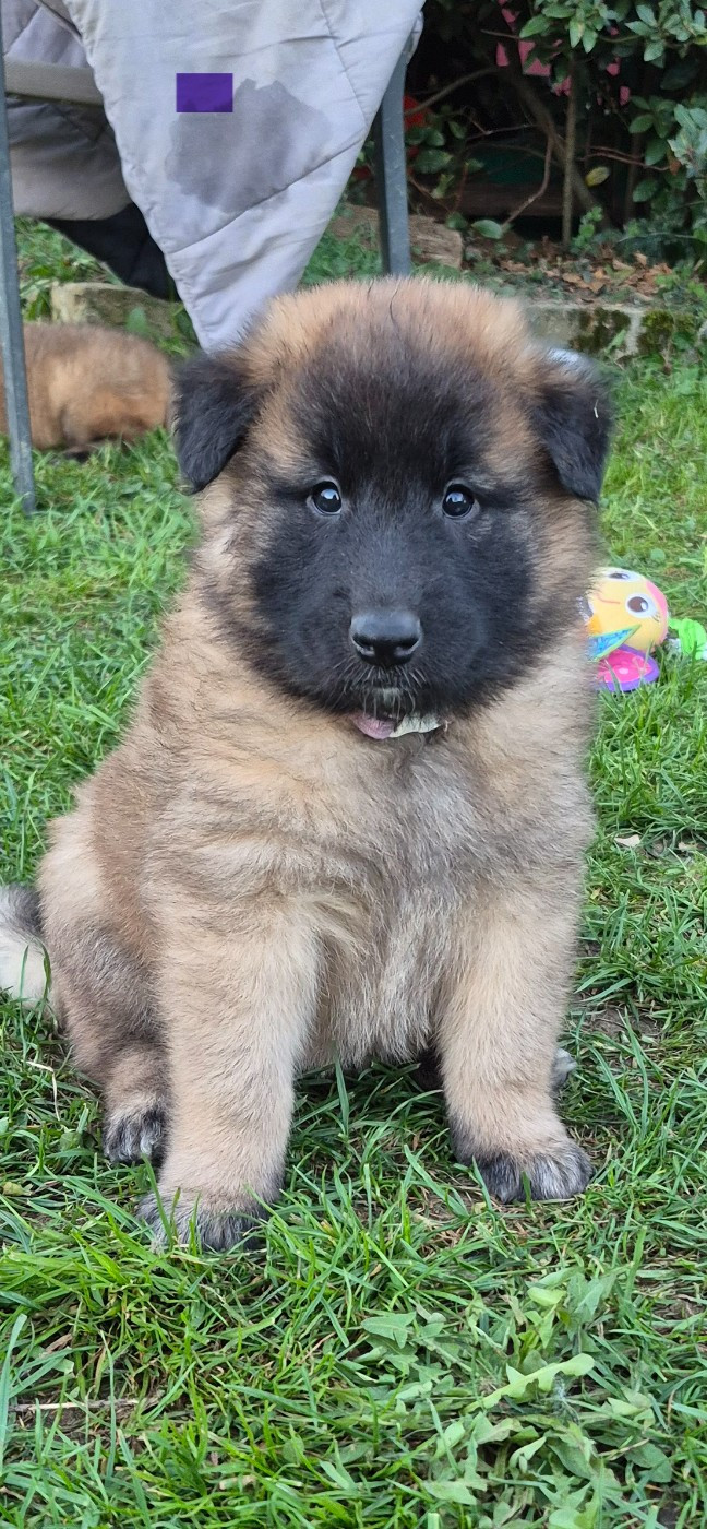 CHIOT 6 - Berger Belge