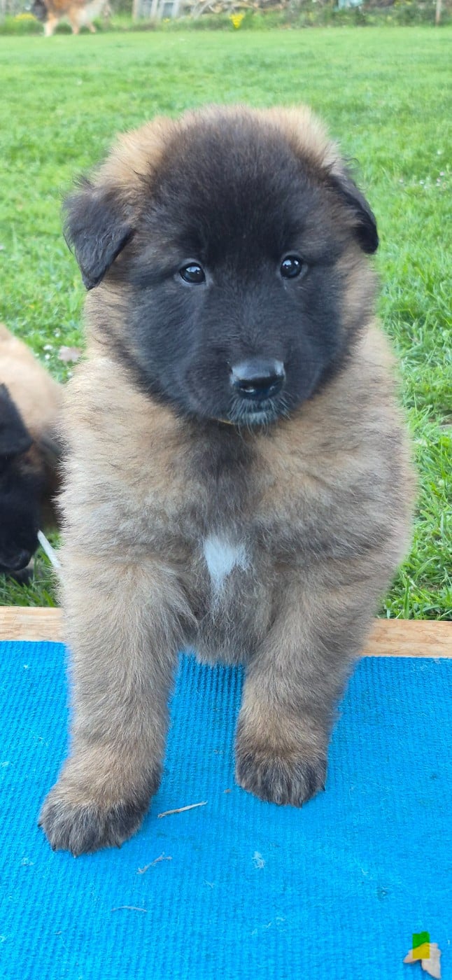 CHIOT 7 - Berger Belge