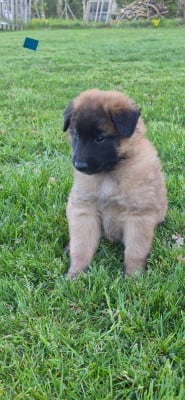 Les chiots de Berger Belge