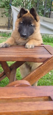 Les chiots de Berger Belge
