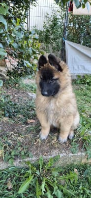 Les chiots de Berger Belge