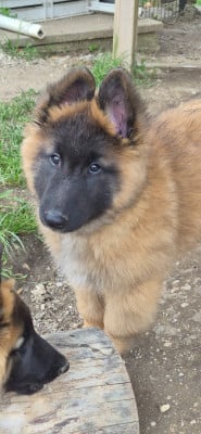 Les chiots de Berger Belge