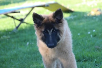 Les chiots de Berger Belge