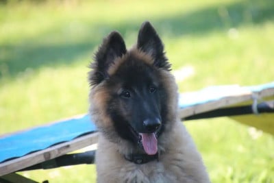 Les chiots de Berger Belge