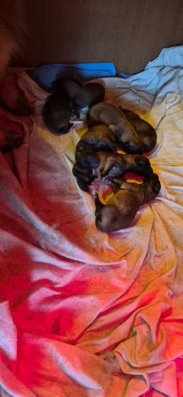 Berger Belge - Des Gardiens De L'Enfer