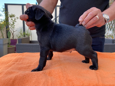 Les chiots de Carlin