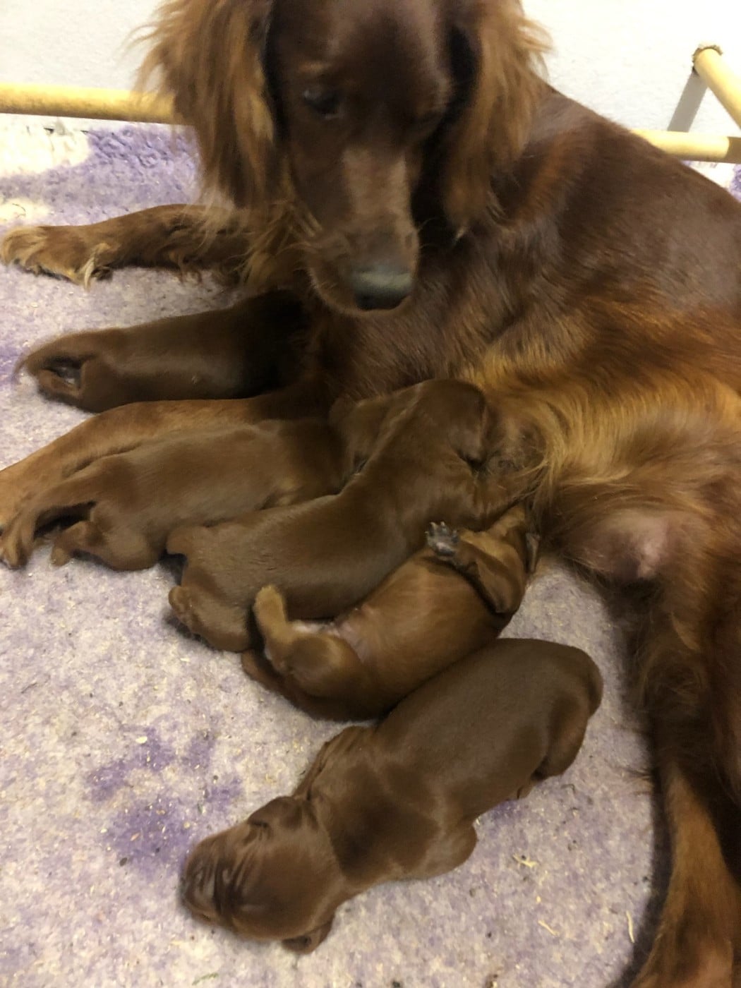 Setter irlandais rouge - Des Plaines De Caillouet