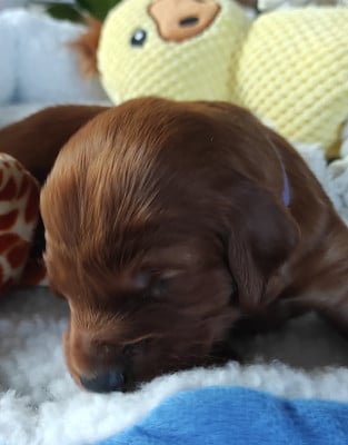 Les chiots de Setter irlandais rouge