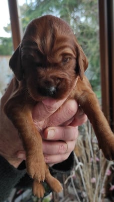Les chiots de Setter irlandais rouge