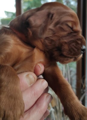 Les chiots de Setter irlandais rouge