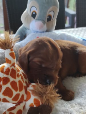 Les chiots de Setter irlandais rouge