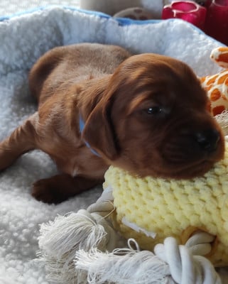 Les chiots de Setter irlandais rouge