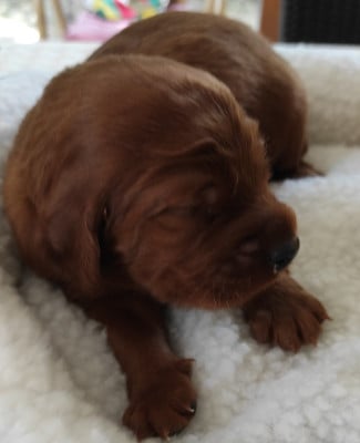 Les chiots de Setter irlandais rouge