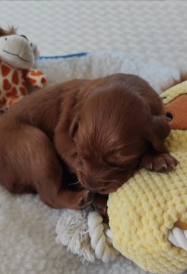 Les chiots de Setter irlandais rouge