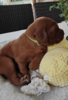 Les chiots de Setter irlandais rouge