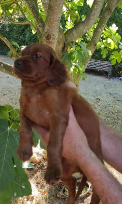 Les chiots de Setter irlandais rouge