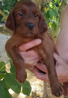 Les chiots de Setter irlandais rouge
