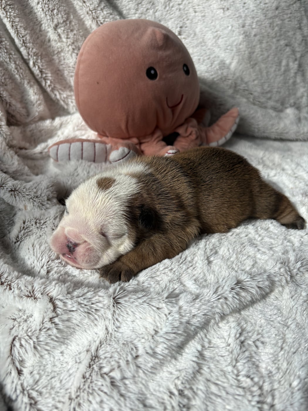 Barnabé - Bulldog Anglais